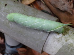 Marumba cristata bukaiana