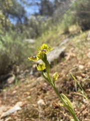 Ophrys sicula