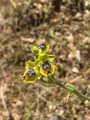 Ophrys sicula