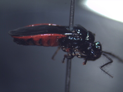 Ectrichodiinae