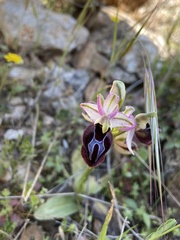 Ophrys ferrum-equinum