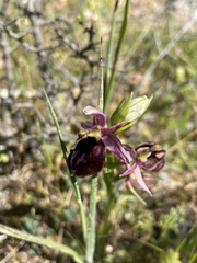 Ophrys ferrum-equinum