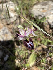 Ophrys ferrum-equinum