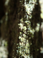 Chaenotheca chrysocephala