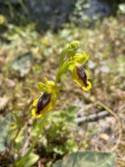 Ophrys lutea phryganae