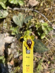 Ophrys lutea phryganae