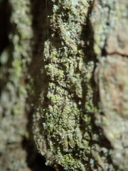 Chaenotheca chrysocephala