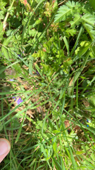 Glechoma hederacea