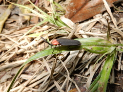 Pyrocoelia sanguiniventer