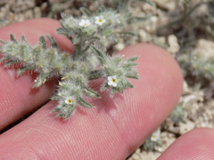 Cryptantha mexicana