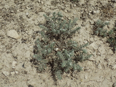Cryptantha mexicana