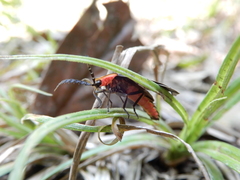 Pyrocoelia sanguiniventer