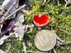Sarcoscypha