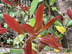 Machilus thunbergii