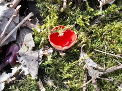 Sarcoscypha