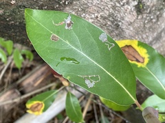 Machilus thunbergii