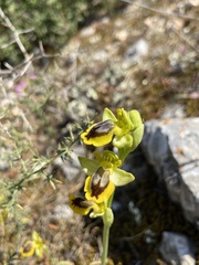Ophrys lutea phryganae
