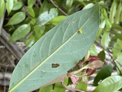 Machilus thunbergii