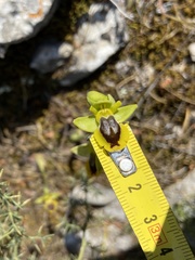 Ophrys lutea phryganae