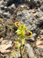 Ophrys lutea phryganae