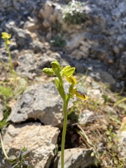 Ophrys lutea phryganae