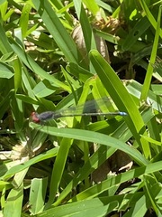 Pseudagrion sublacteum