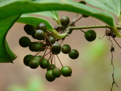 Smilax ovalifolia