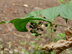 Smilax ovalifolia
