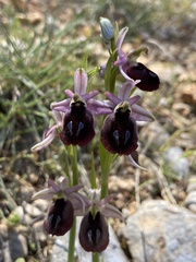 Ophrys ferrum-equinum