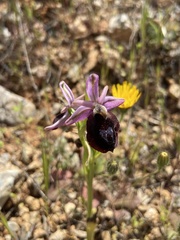 Ophrys ferrum-equinum