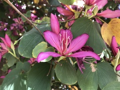 Bauhinia × blakeana