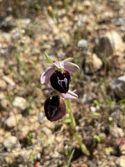 Ophrys ferrum-equinum