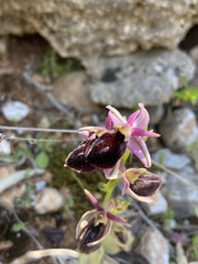 Ophrys ferrum-equinum
