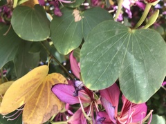 Bauhinia × blakeana