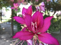 Bauhinia × blakeana