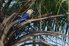 Coracias cyanogaster