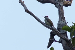 Campethera punctuligera