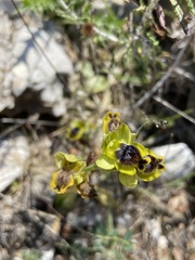 Ophrys sicula