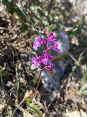 Orchis quadripunctata
