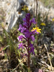 Orchis quadripunctata