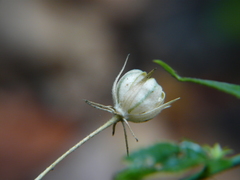 Hibiscus hirtus