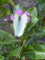 Nepheronia thalassina