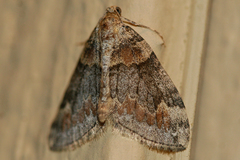 Dysstroma colvillei