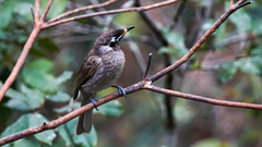 Bolemoreus frenatus
