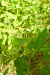 Hyperophora major