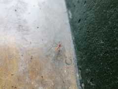 Saicinae