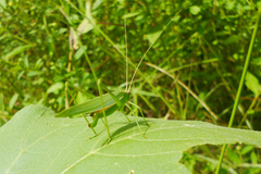Hyperophora major