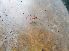Saicinae