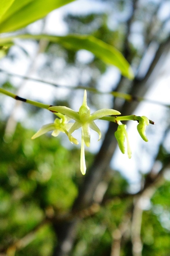 Angraecum calceolus, photograph 4