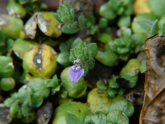 Hygrophila serpyllum